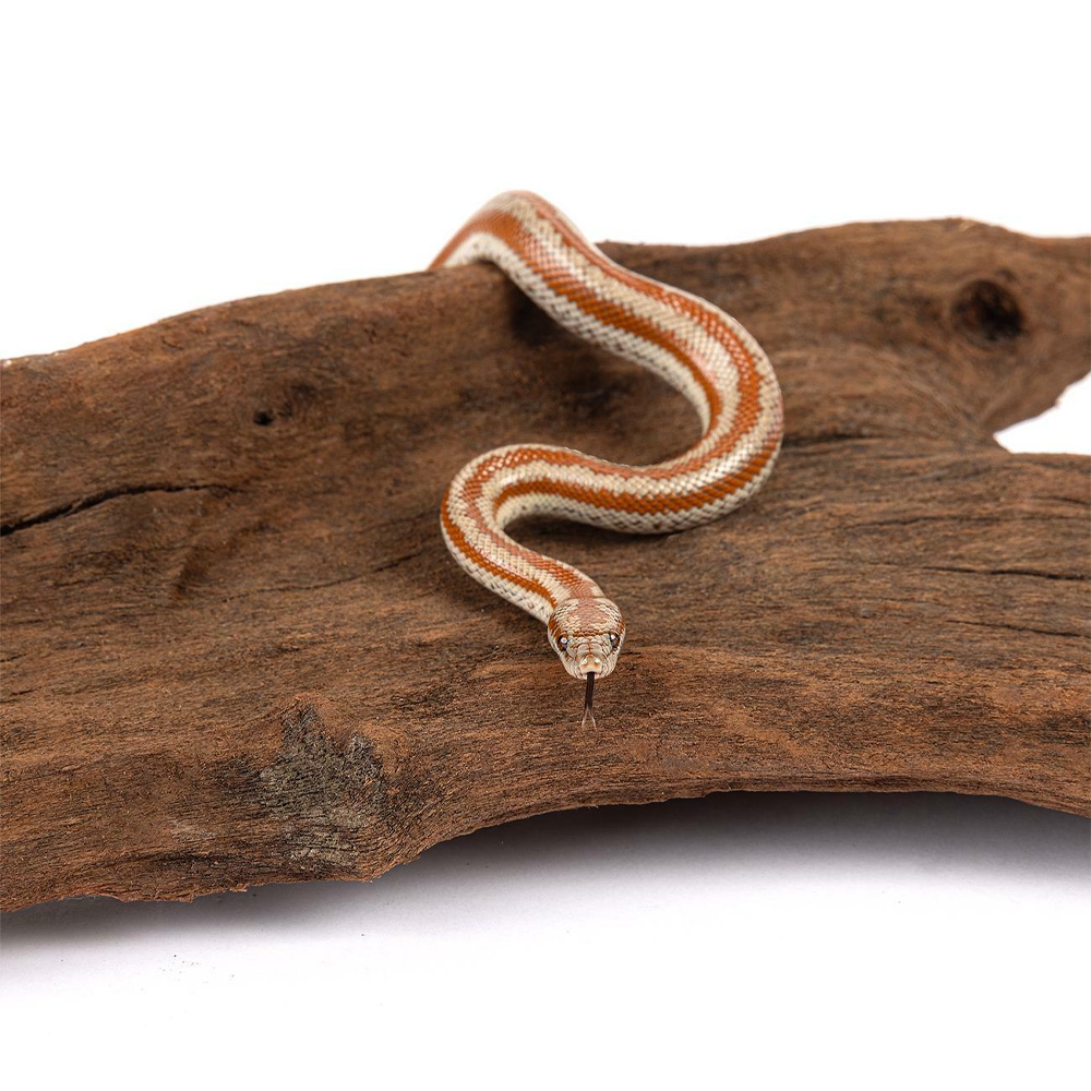 Happet Korzeń Mangrowca Mangrowiec L 40-60cm Ozdoba Naturalna